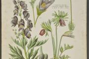 O VII/B -445/20: Oměj šalamounek,koniklec obecný,koniklec luční. atlas botanický-tabulka 21. Kol. r. 1900